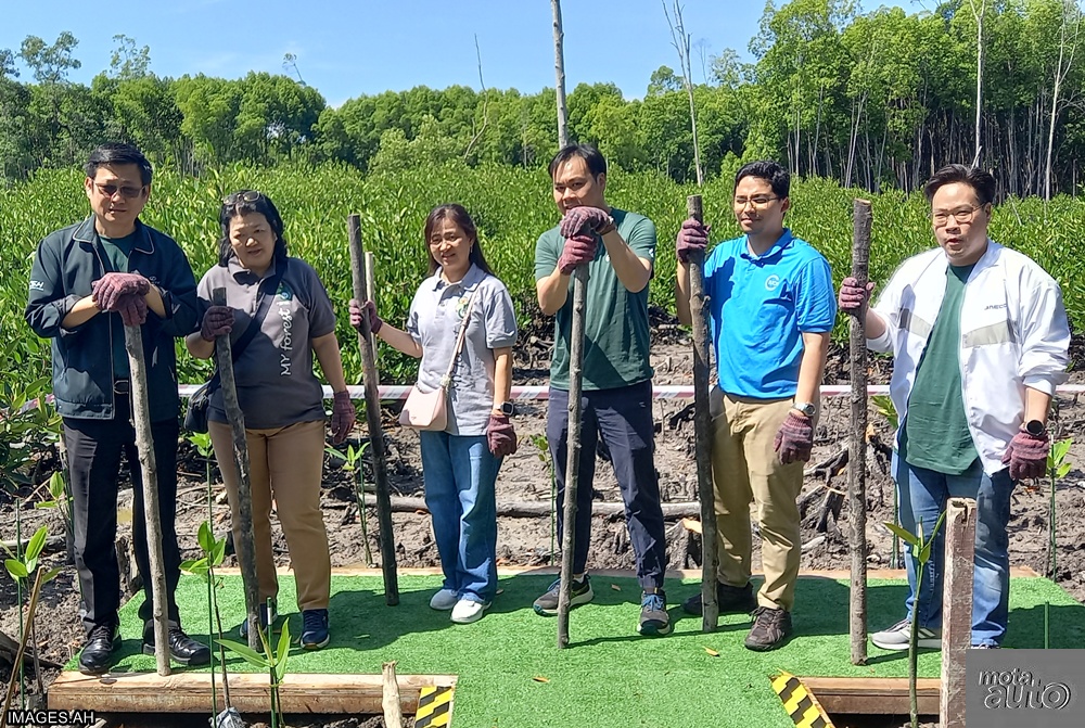 Chery mangrove restoration project